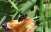 Xylocopa violacea